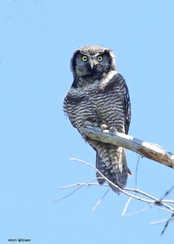Northern Hawk Owl, Glacier Nat. Park, 6-21-14,J_017251Dla4.jpg