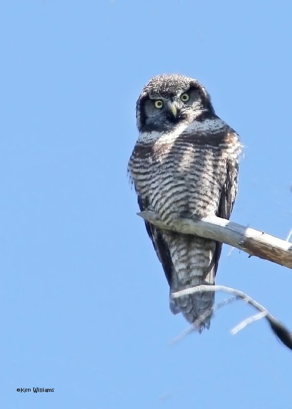 Northern Hawk Owl, Glacier Nat. Park, 6-21-14,JDla5_017170.jpg