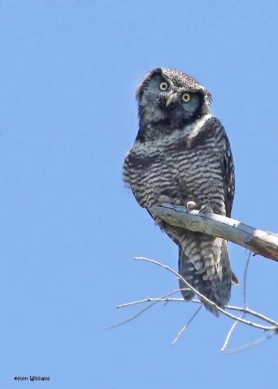 :Northern Hawk Owl: