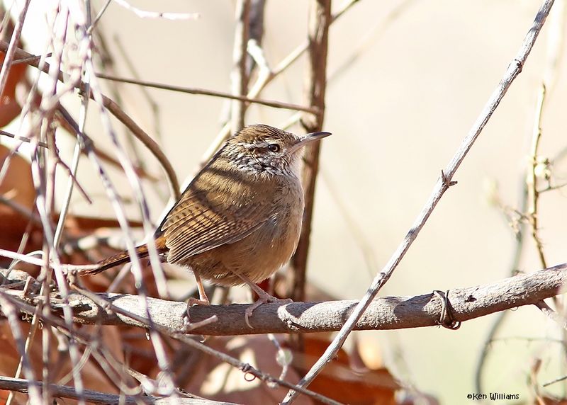 Sinaloa Wren