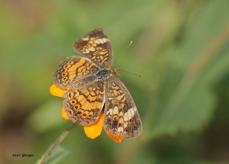 Gorgone Checkerspot, Rogers Co yard, OK, 9-1-2025_9071az.jpg