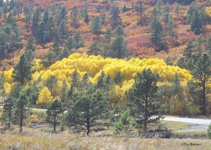 Aspens N. of Creede, Co, 9-28-2025_0026az.jpg