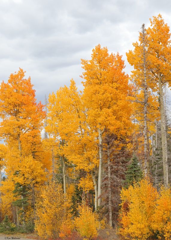 Aspens South Fork, CO, 9-27-2025_008899az2.jpg