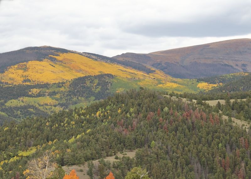 Aspens South Fork, CO, 9-27-2025_008902az.jpg