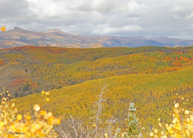 Aspens, N. of Creede, Co, 9-28-2025_0017az.jpg