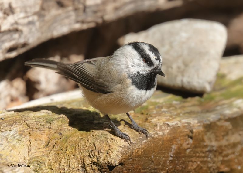 Mountain Chickadee