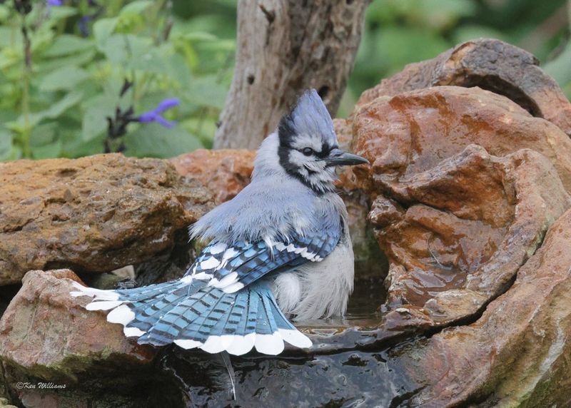 Blue Jay