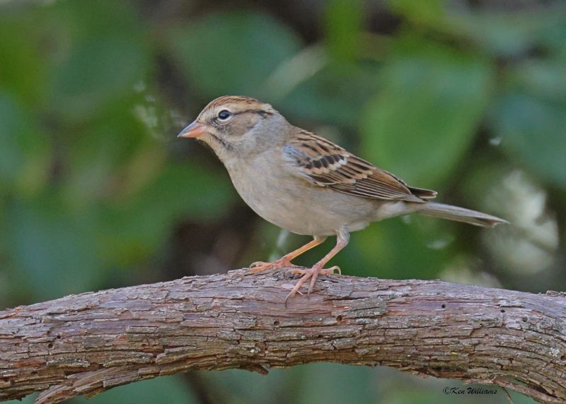 Chipping Sparrow immature, Rogers Co yard, OK, 10-23-2025_4051z.jpg