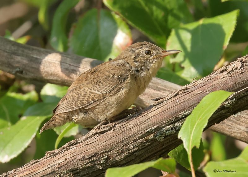 House Wren