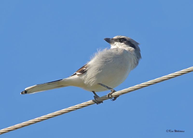 :Shrikes: