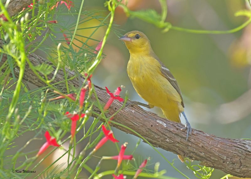 :Orchard Oriole: