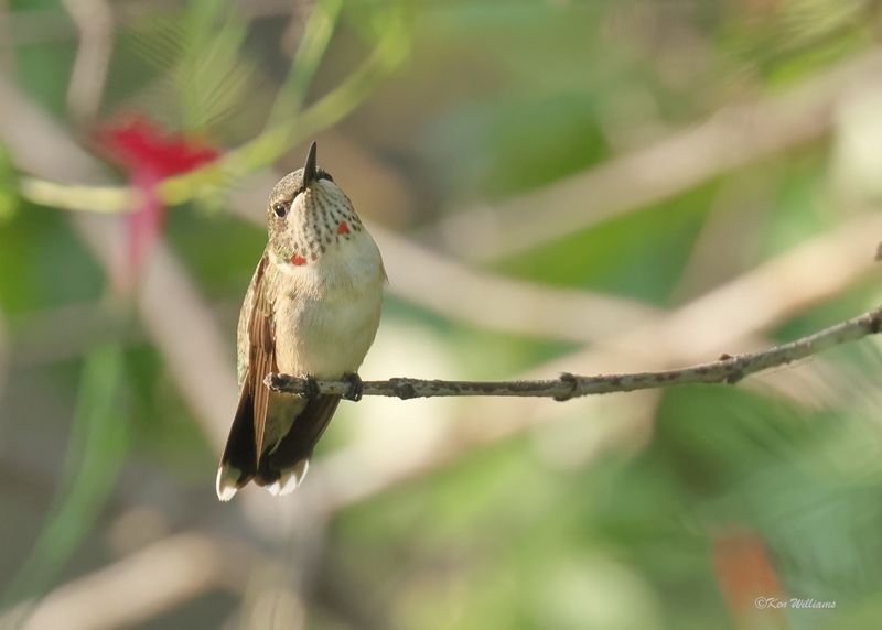 Ruby-throated Hummingbird immature male, Rogers Co yard, OK, 9-14-2025_0255azx.jpg