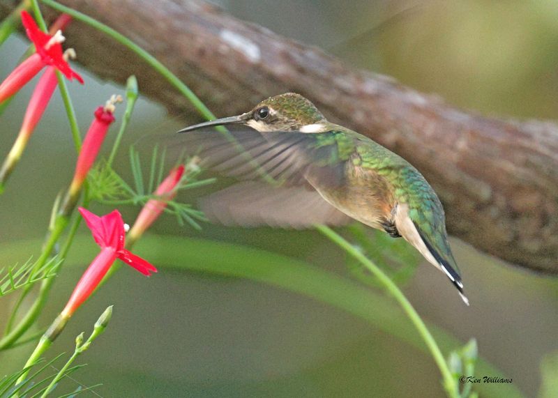 Ruby-throated Hummingbird immuture male, Texas Co, OK, 9-18-2025_1243az.jpg