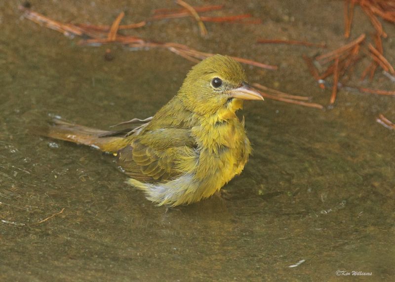 :Summer Tanager: