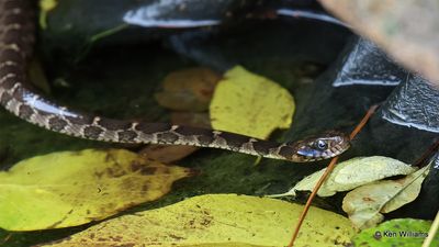 Plain-bellied Water Snake juvenile, Rogers Co yard, OK, 11-10-2022a_0694.jpg