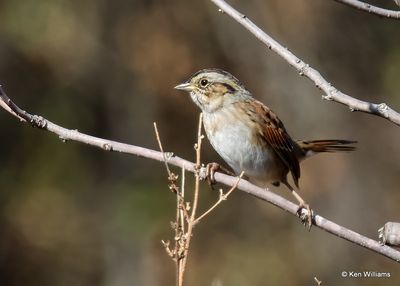 Swamp Sparrow, Wagoner Co, OK, 11-13-2022a_1317.jpg