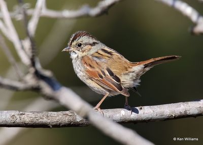 Swamp Sparrow, Wagoner Co, OK, 11-13-2022a_1436.jpg