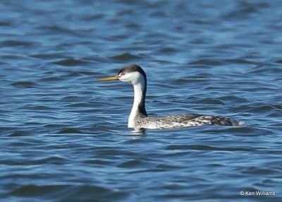Clark's Grebe x Western Grebe Hybrid, Kay Co, OK, 11-28-2022a_3331.jpg
