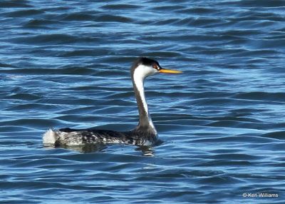 Clark's Grebe x Western Grebe Hybrid, Kay Co, OK, 11-28-2022a_3380.jpg