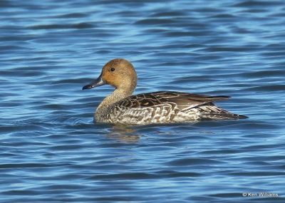 Northern Pintail female, Kay Co, OK, 11-28-2022a_2592.jpg