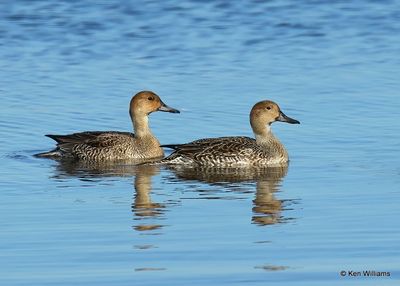 Northern Pintail female, Kay Co, OK, 11-28-2022a_2959.jpg