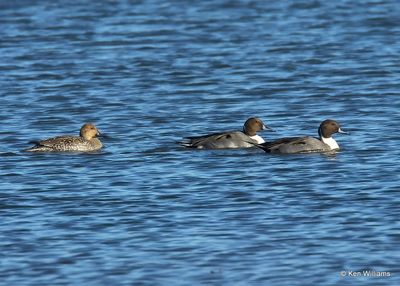 Northern Pintails, Kay Co, OK, 11-28-2022a_2602.jpg