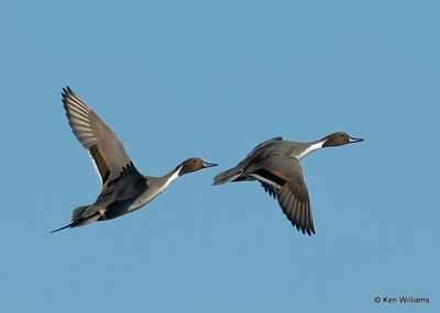 Northern Pintail males, Kay Co, OK, 11-28-2022a_2980.jpg