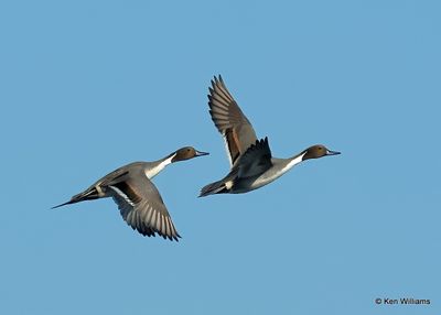 Northern Pintail males, Kay Co, OK, 11-28-2022a_2983.jpg