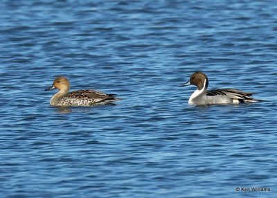 Northern Pintail pair, Kay Co, OK, 11-28-2022a_2953.jpg