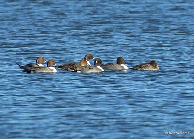 Northern Pintails, Kay Co, OK, 11-28-2022a_2624.jpg