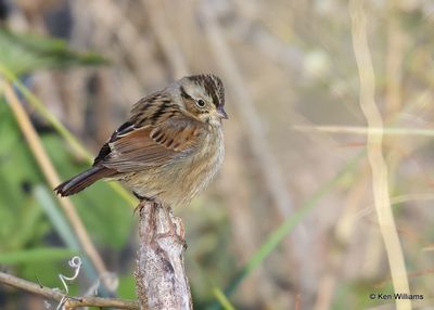 Swamp Sparrow, Tulsa Co, Ok, 11-17-2022a_1736.jpg
