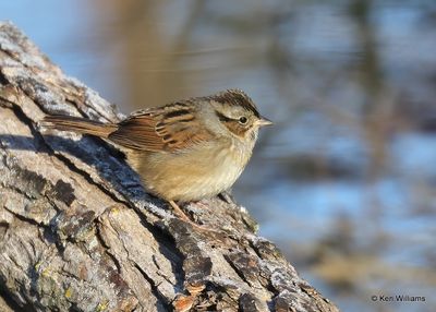 Swamp Sparrow, Tulsa Co, Ok, 11-17-2022a_1747.jpg