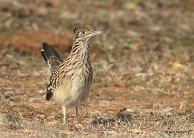 Greater Roadrunner, Blaine Co, OK, 12-31_2022a1_0L0A5457.jpg