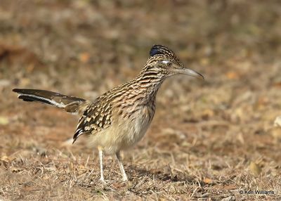 Greater Roadrunner, Blaine Co, OK, 12-31_2022a1_0L0A5459.jpg