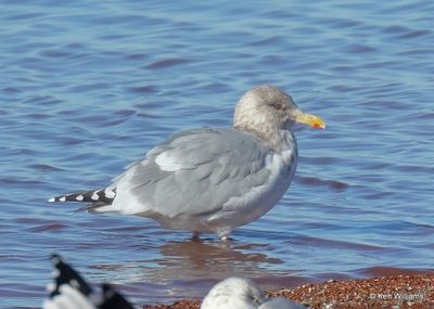 Thayer's Gull