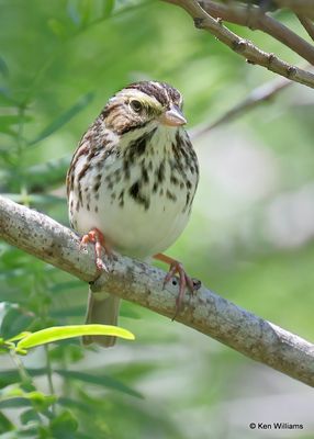 :Savannah Sparrow: