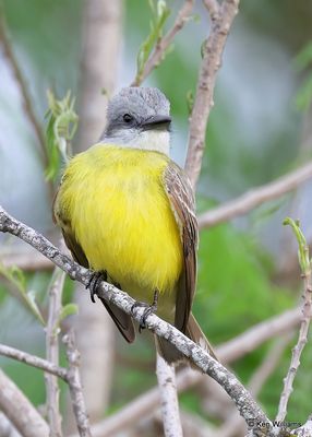 Tropical Kingbird