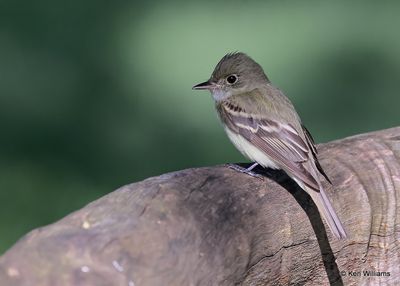 :Flycatchers: