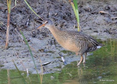 Clapper Rail, Port Aransas, TX, 4_13_2023a_0L0A0508.jpg