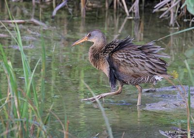 Clapper Rail, Port Aransas, TX, 4_13_2023a_0L0A0531.jpg