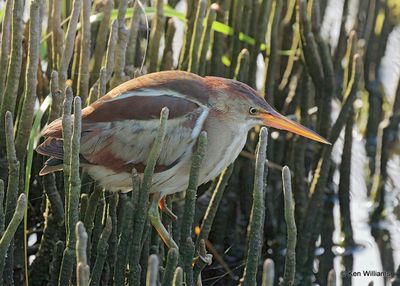 Least Bittern, S. Padre Island, TX, 4_11_2023a_0L0A5836.jpg