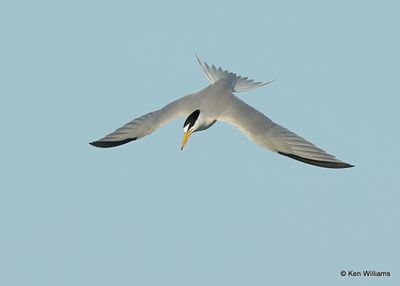 Least Tern, S. Padre Island, TX, 4_13_2023a_0L0A9080.jpg