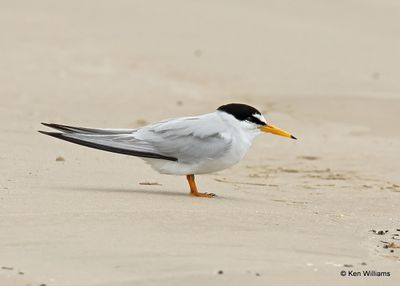Least Tern, Surfside Beach, TX, 4_14_2023a_0L0A1751.jpg