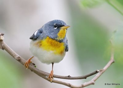 : Northern Parula: