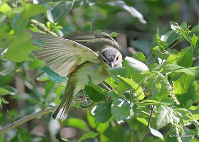 Red-eyed Vireo