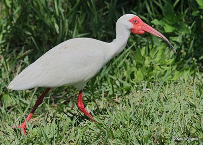 :Ibis:
