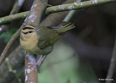 : Worm-eating Warbler :