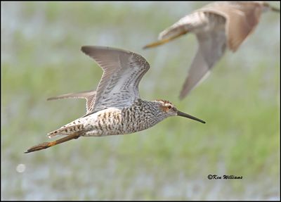 : Stilt Sandpiper :