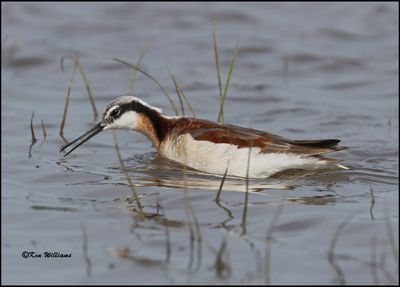Wilson's Phalarope female, Wagoner Co, OK, 5-20-2023_5683Dz.jpg