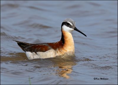Wilson's Phalarope female, Wagoner Co, OK, 5-20-2023_5816Dz.jpg